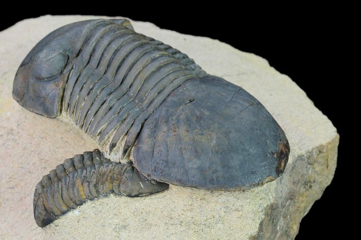 Paralejurus Trilobite With Reedops - Morocco #165961